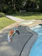 Five Piece Pool Decals For Bottom Of Pool  3 Turtles 2 Sea Lions￼