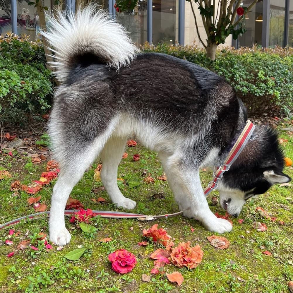 10FT / 15FT / 20FT Anti-Choke Slip Lead Dog Leash, 1” Wide Soft Thick Long Tr...