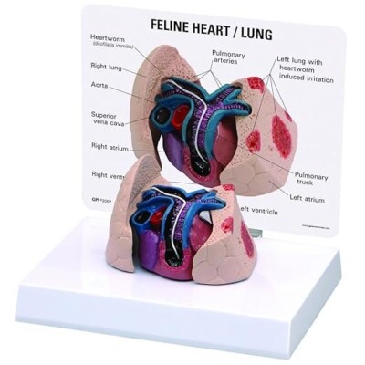 GPI Anatomicals W33375 Katze Herz,-Lungenmodell Neu Neupreis 104Euro