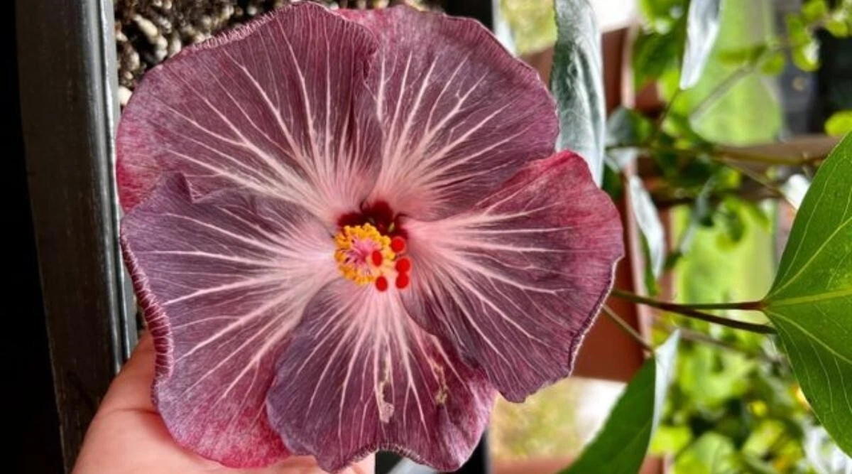 Rare hibiscus Electric Plum 3 fresh Unrooted Cuttings- imported