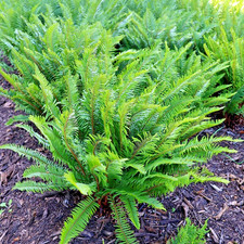 Polystichum Munitum Sword Fern - 3Lt Pot Large Evergreen Shade
