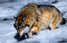 Anime Animal Snow Wolf  Gaming Mat Desk 11442