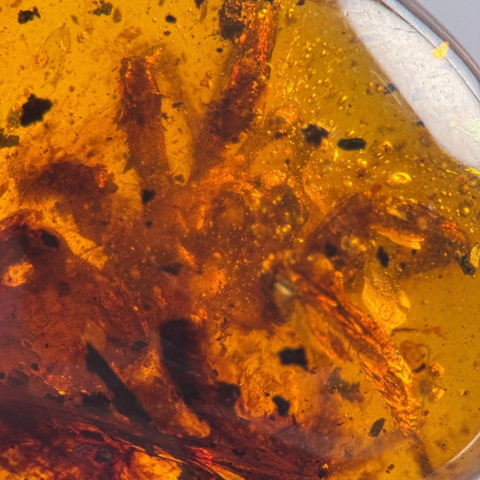 BIG SPIDER in Burmese / Burmite amber fossil / 100% genuine amber - Image 2 of 4