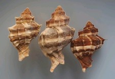 Hexaplex trunculus Lotto 3 differenti,  Interessante 