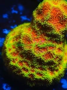 Cornbred's Watermelon Psammacora - Frag - LIVE CORAL