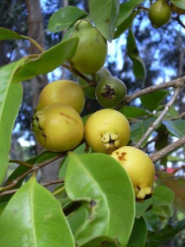 ~GOIABINHA~ Psidium cattleianium Anestor FRUIT TREE Live Potd med 12-24+in Plant - Picture 9 of 9