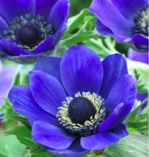 Blue Mr. Fokker Anemone Bulbs for Planting