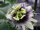 20 Maypop Purple Passion seeds Edible fruit! Passiflora Edulis