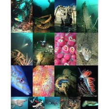 100 Best Dives in Cornwall by Hood, Charles Paperback Book The Cheap Fast Free