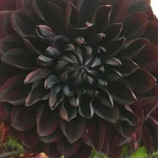 US-Seller Rare Beautiful Perennial Dahlia Flowers Seeds 20PCS