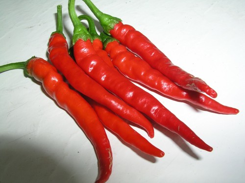 LANGE ROTE CAYENNE HEISSE Pfeffersamen GENTECHNIKFREI SEHR GESUND GROSSER GESCHMACK NAHRHAFT YUM! - Bild 2 von 10