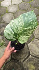 Real Picture Monstera White Monster Variegated 1 Leaf Rare Plant