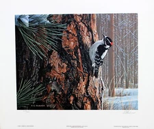 Ron Parker Hand Signed Numbered Limited Winter Pine Downy Woodpecker 1986