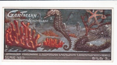 SEAHORSE * CORAL * SEA URCHINS   Vintage 1918 Deep Water Marine Life Trade Card