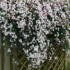 20 SEEDS for Confederate White JASMINE rare flower exotic climber vine bush USA