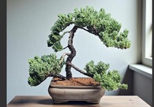 Large Old Juniper Bonsai Tree Evergreen Juniper Procumbens Nana #77