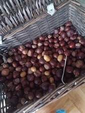 100 x CONKERS HORSE CHESTNUTS SPIDER REPELLENT/ CRAFTS 2025