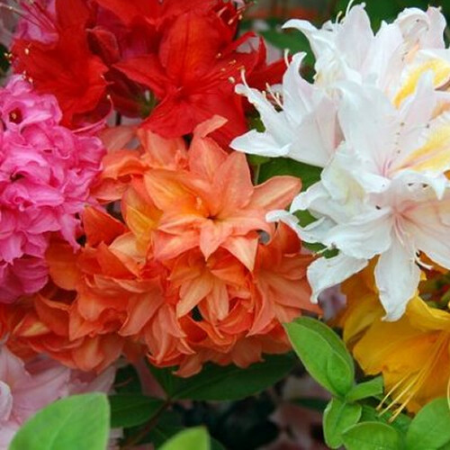 6 X MIXED AZALEAS DWARF JAPANESE SHRUBS COLOURFUL POTTED GARDEN PLANTS IN POT - Picture 1 of 3