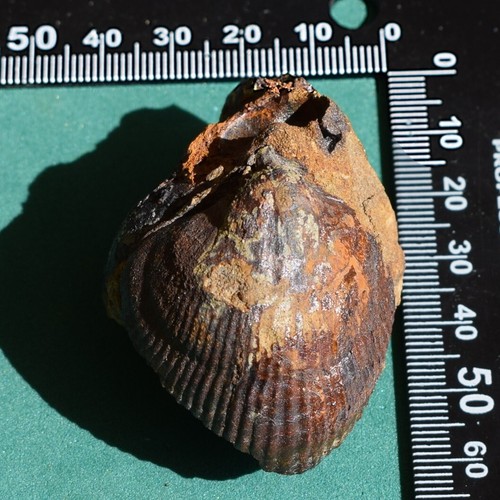 Rare Scaphiocoelia boliviensis Brachiopod Fossil – Devonian Bolivia - Picture 10 of 10
