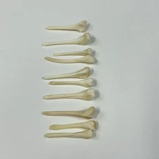 Lot Of 10 Beaver Baculum Penis Bone Taxidermy Odd Real Cleaned Craft Art #1413