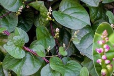 35 Graines d'EPINARD DE MALABAR Agriculture Bio Congo RDC semence paysanne 2025