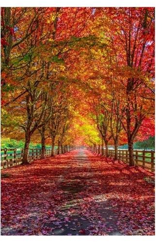 Джейсон Х. Линч-старший Гармония в переходный период (в мягкой обложке) (ИМПОРТ из Великобритании)