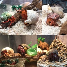 Hermit Crab Shells Large Sea Shells 6PCS Growth Turbo Seashells 1"-2" Opennin...
