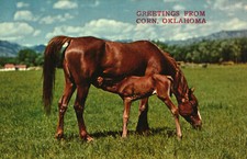 Postcard Animals Horses Arabian Purebreds Corn Oklahoma OK