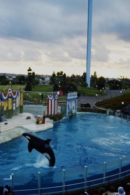 c1970's Kodachrome 35mm Slide, Orca Whale Show, Petty Hallo, Marine Park tower