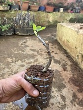 Fico. FICUS CARICA  Bonsai , Pianta come In Foto. (FICONE DI MANDURIA).