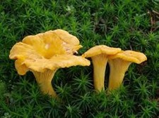 Kit de cultivo de jardín de esporas de hongos Chanterelle en bolsa de aserrín hace 5 galones envío gratuito