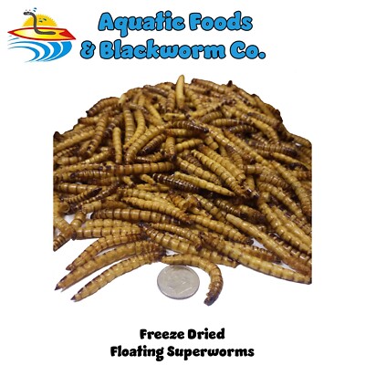 Superworms--Freeze-Dried, Koi, Large Fish, Turtles, Birds, Reptiles