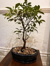 Bonsai Tree Ficus Benjamina Weeping Fig in Ceramic Bonsai Pot Approx 10 Year Old