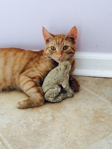 SPONSOR MEMORY OF LEO RAINBOW BRIDGE CAT RESCUE CHARITY DONATION Rec PHOTO - Picture 2 of 2