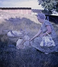 R126 Older Woman Feeding Deer Large Antlers Realist 3D Stereo Slide Photo