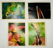 Weet-Bix Backyard Wildlife [1981] Lot of 4 Cards