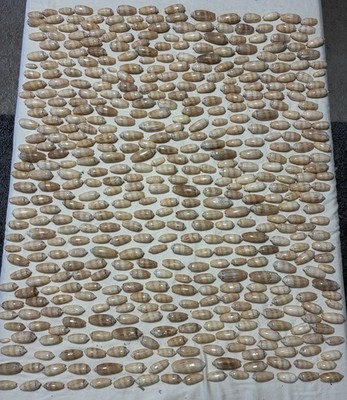 Lettered Olive Seashells Approx. 500 Tiny To 3  Natural Shine 15+ Pound Bag