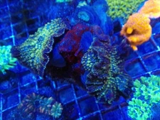 Wild Mushroom Coral Starting to Bounce- Colony