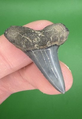 High Quality 1.31  Glossy Mako Shark Tooth Fossil from SC