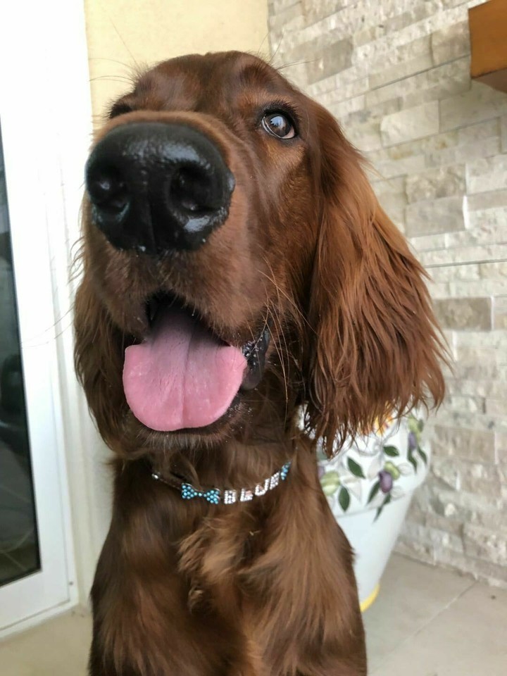 Bling Rhinestone Letter Pet Collar - Personalized Faux Leather Cat Dog Collar S M L