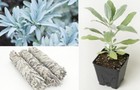 White Sage | Salvia Apiana | 50+ seeds | Smudging | Same Day Dispatch