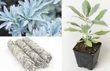 White Sage | Salvia Apiana | 50+ seeds | Smudging | Same Day Dispatch