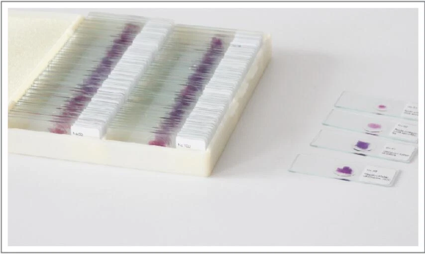 Conjunto de 100 piezas de diapositivas preparadas para microscopio de patología de mamíferos muestra Foto 2 de 4