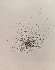 250+ Drosera capensis Cape sundew carnivorous plant seeds!