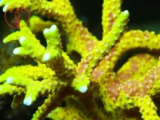 RRC Grafted Goldenrod Anacropora - Live Coral Frag SPS