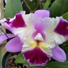 C. Mari's Song x C. Platinum Sun 'Pachara Fancy' Live Orchid Plant 3BB42