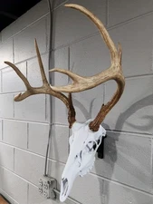 European Deer Skull Replica Mount With Hanger Whitetaill Mule Deer Euro Hanger