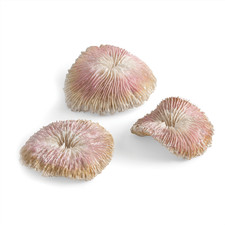 OASE BIORB PLATE CORAL SET 3 NATURAL LOOK DECORATION ORNAMENT FISH TANK AQUARIUM