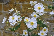 Japanese Anemone Honorine Jobert 2L plant ANEMONE x hybrida/141099/168584/GB