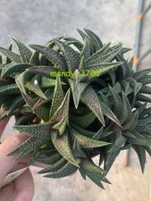 Haworthia cv Onigawara Planta Suculenta Rara Cabeza Única 6-8CM